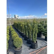 "Тис Давид" 120-140 см